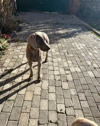 Weimaraner da monta