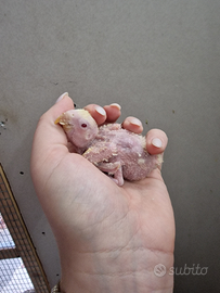 Pulli di inseparabili da imbecco