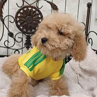 Barboncino toy cucciolo