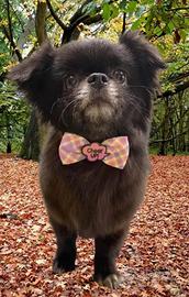 Chihuahua pl pedigree Enci