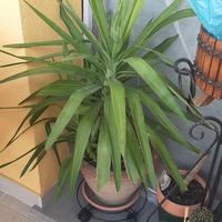 tronchetti della felicità 