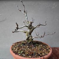 bonsai di melo