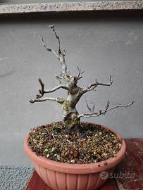 bonsai di melo
