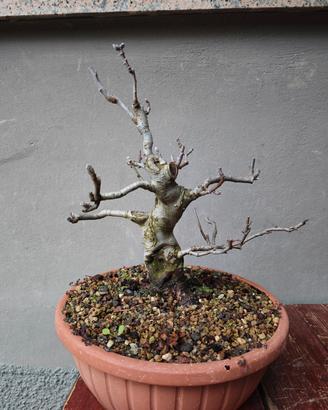 bonsai di melo