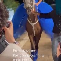 Cavalla angloaraba a 15 anni