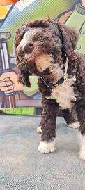 lagotto romagnolo cucciolo