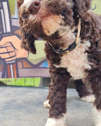 lagotto romagnolo cucciolo