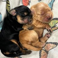 Cocker Spaniel inglese