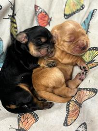 Cocker Spaniel inglese