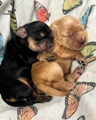 Cocker Spaniel inglese