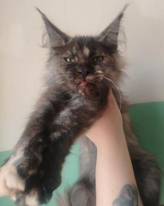 Maine coon tortie smoke PRONTA SUBITO