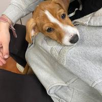 Cucciola Jack Russell