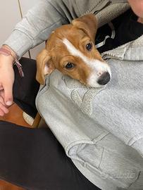 Cucciola Jack Russell