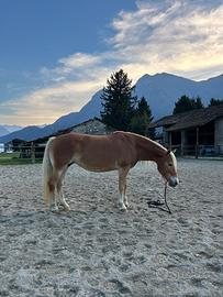 Cavallo