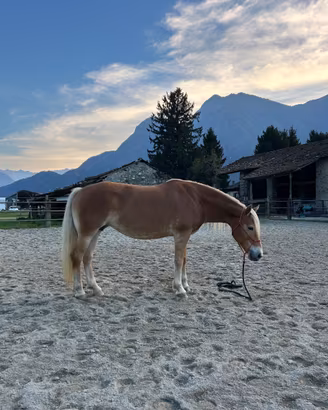 Cavallo