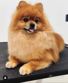 Pomerania spitz nano tedesco maschio per Monta