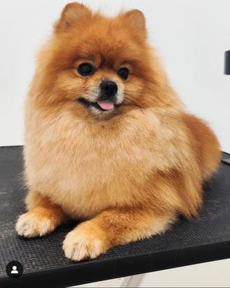 Pomerania spitz nano tedesco maschio per Monta