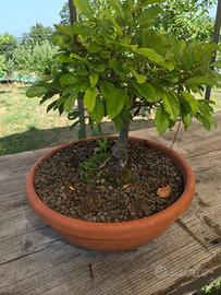 Bonsai melo giapponese grande frutti vaso pianta