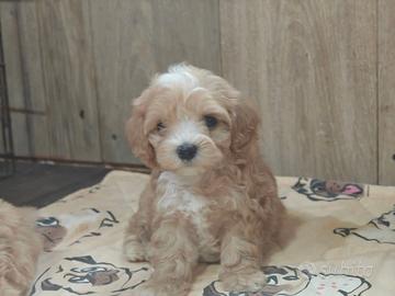 Maltipoo cuccioli