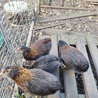 Pulcinotti di Araucana