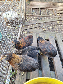 Pulcinotti di Araucana