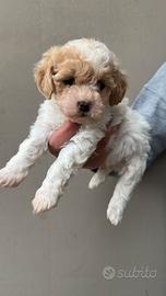 Barboncino Toy Particolor Mismark