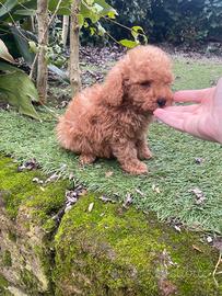 Barboncino Nano Albicocca-Intenso maschio