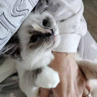 Femmina cuccioli ragdoll