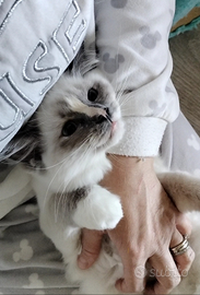 Femmina cuccioli ragdoll