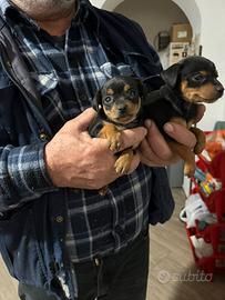 Pinscher Pincher pincer