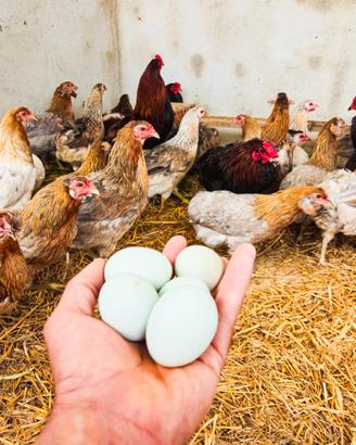 Galline e pulcini araucana