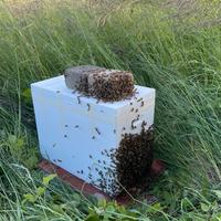 Api nuclei sciami da apicoltura