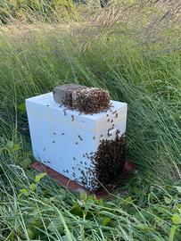 Api nuclei sciami da apicoltura