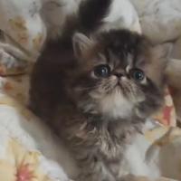 Persiano cucciolo gattino persiano femmina