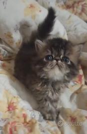 Persiano cucciolo gattino persiano femmina
