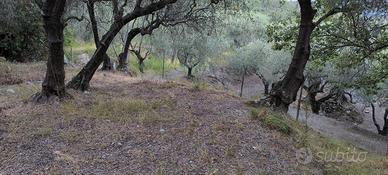 Uliveto a Loano, zona Santa Libera