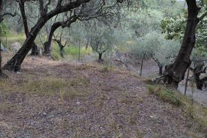Uliveto a Loano, zona Santa Libera