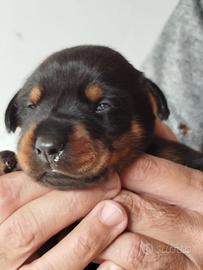 Cuccioli Doberman nero focato