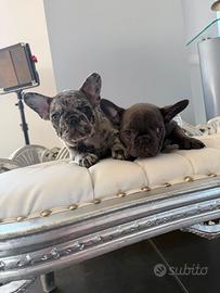Bulldog francese