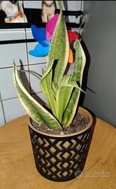 pianta sanseveria alta 25 cm 