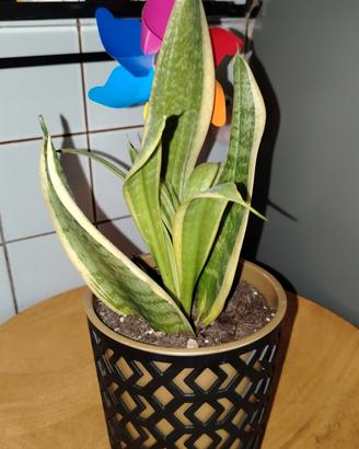 pianta sanseveria alta 25 cm 