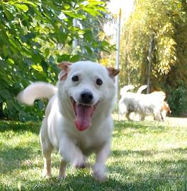 Jack Russell