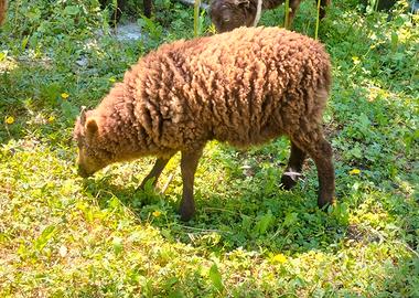 Maschio di pecora ouessant