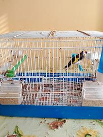 Cardellino padre anellato foi