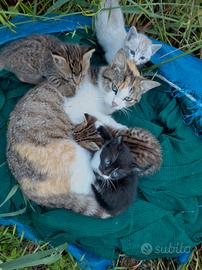 Deliziosi cuccioli di gatto 2/3 mesi