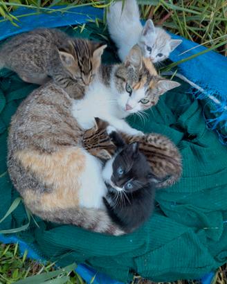 Deliziosi cuccioli di gatto 2/3 mesi