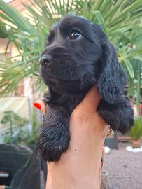 Ultima cucciola di cocker spaniel inglese