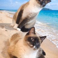 Gattini siamesi in adozione