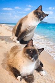 Gattini siamesi in adozione