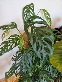 talea monstera adansoni - Giardino e Fai da te In vendita a Firenze